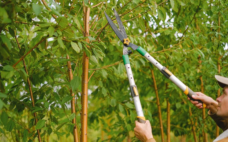 Tree trimming in Fruithurst, AL